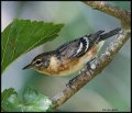 _6SB1894 bay-breasted warbler female